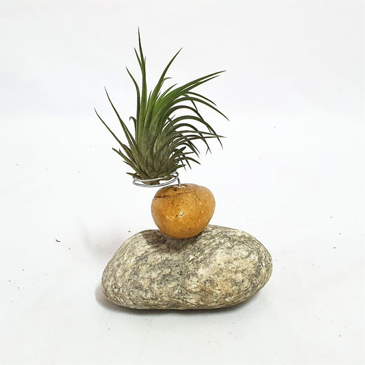 Gravel holder; Air Plant;PL13