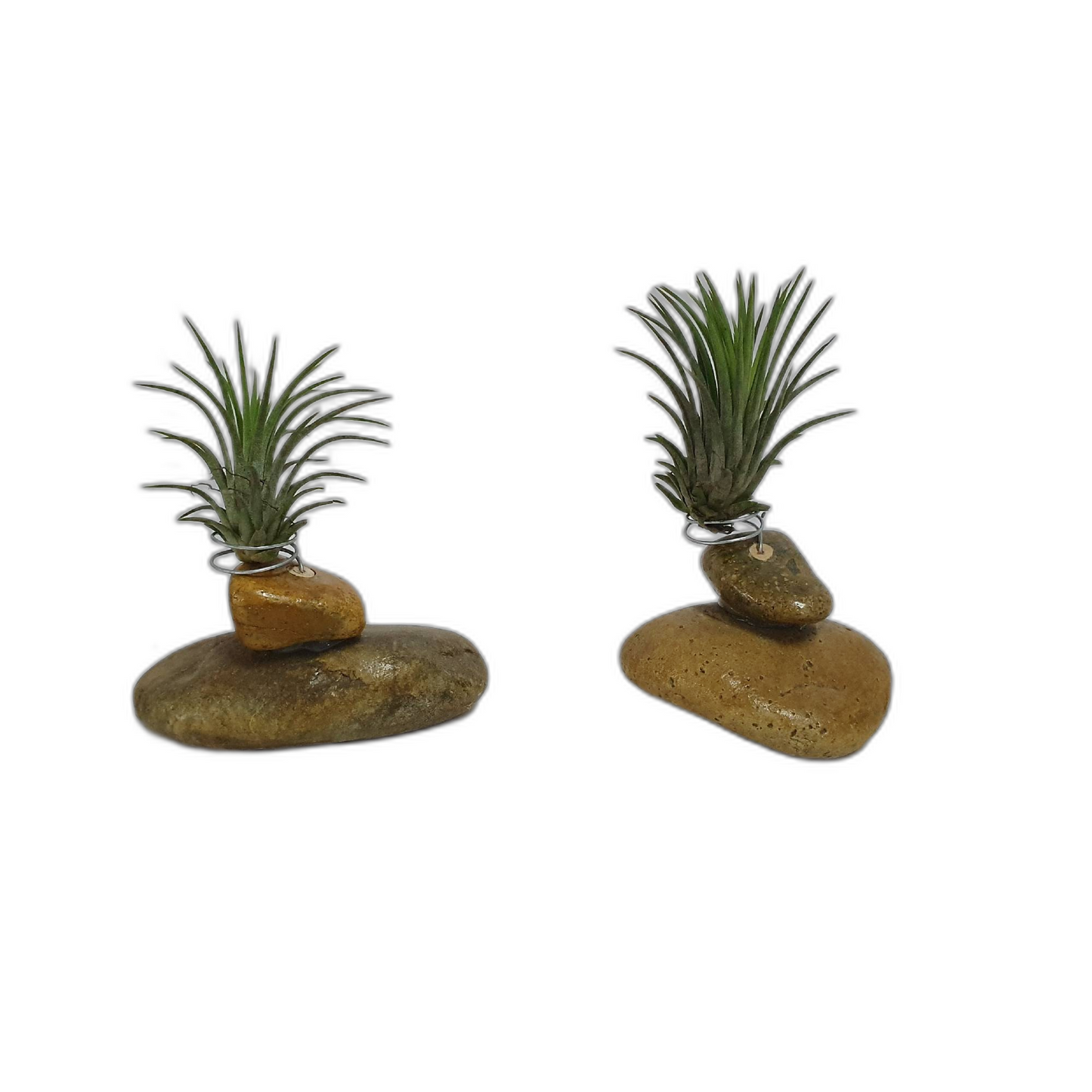 Gravel holder; Air Plant;PL13