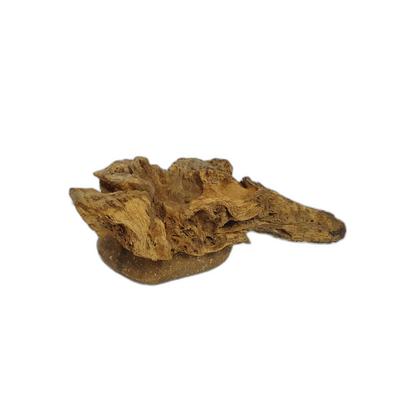 Driftwood Air Plants; Air plant; Home Decor; Gift for friend; Unique gift PL4