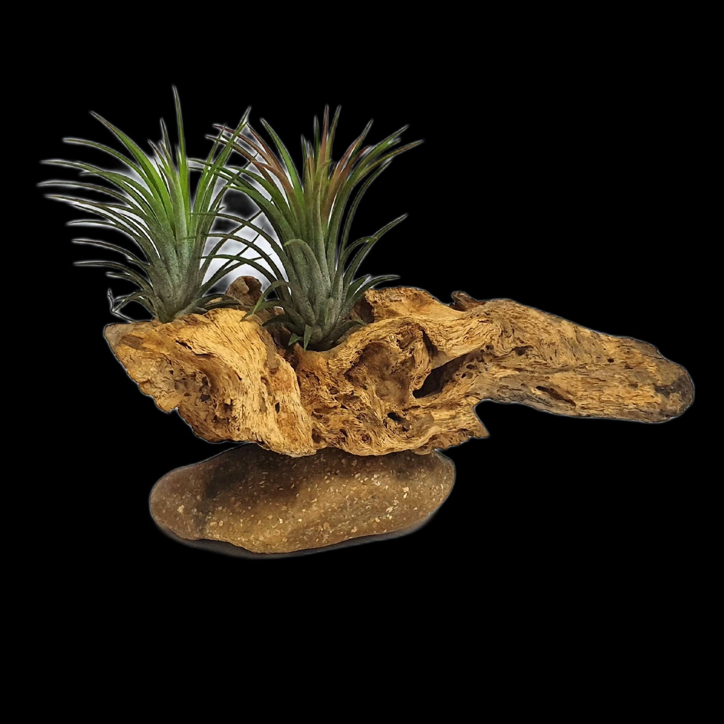 Driftwood Air Plants; Air plant; Home Decor; Gift for friend; Unique gift PL4