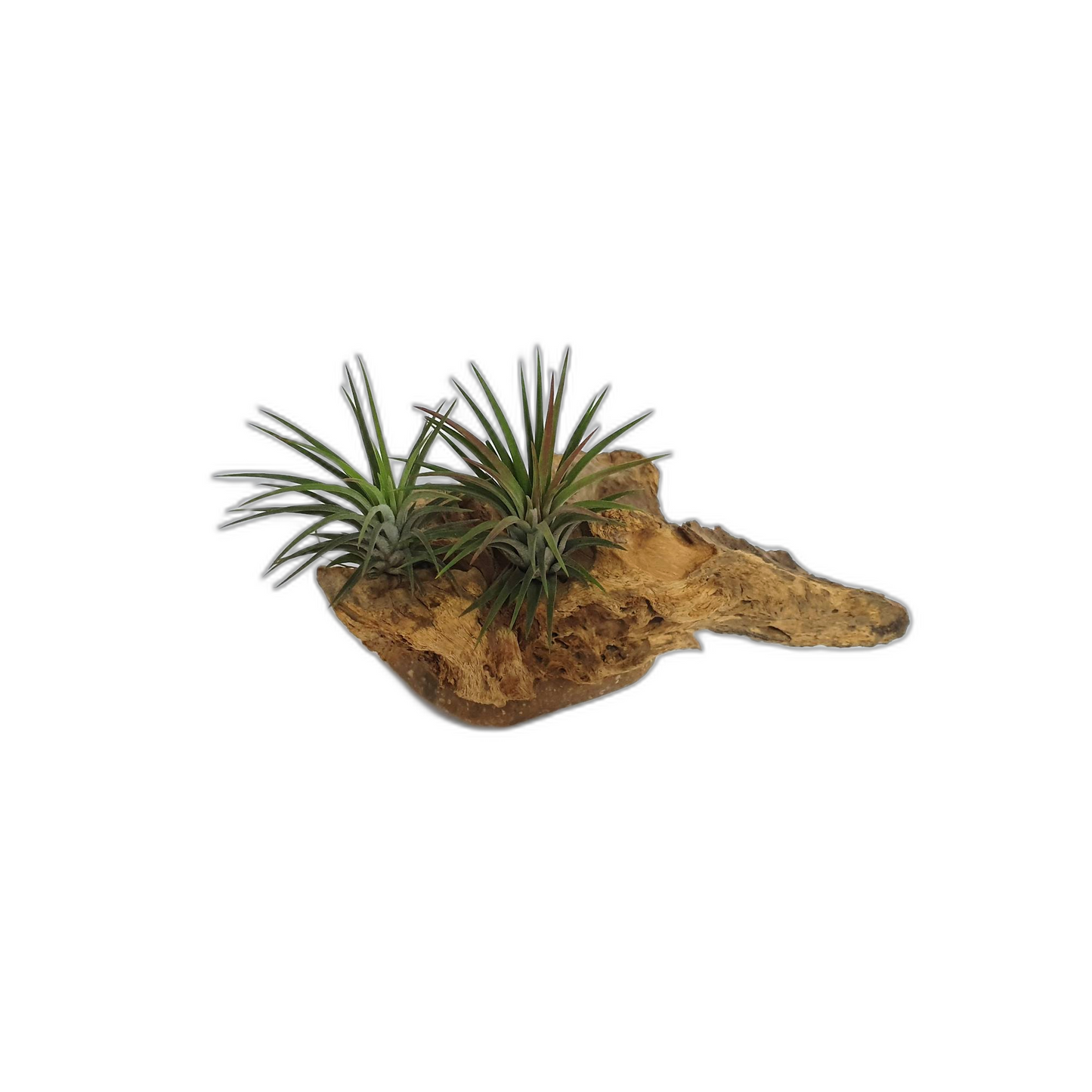 Driftwood Air Plants; Air plant; Home Decor; Gift for friend; Unique gift PL4