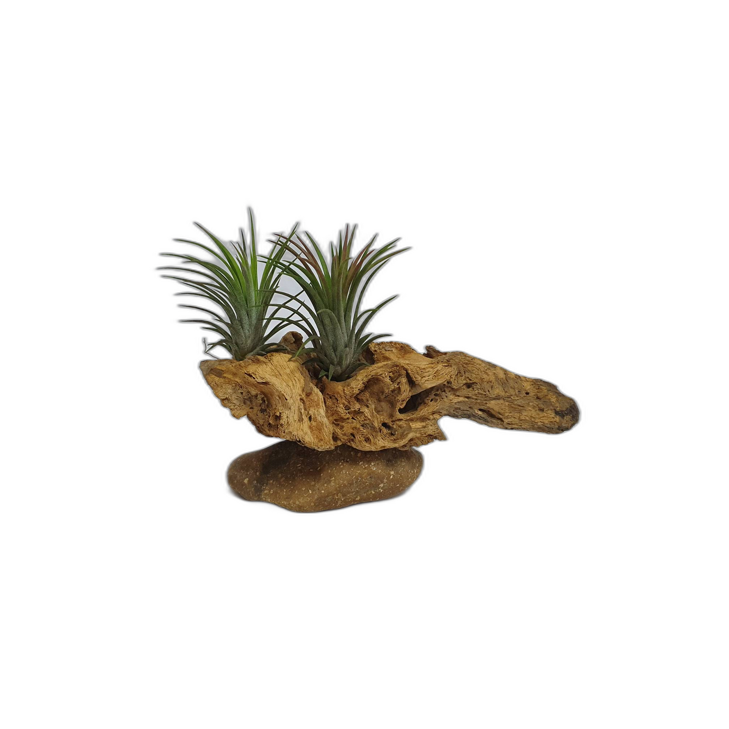 Driftwood Air Plants; Air plant; Home Decor; Gift for friend; Unique gift PL4