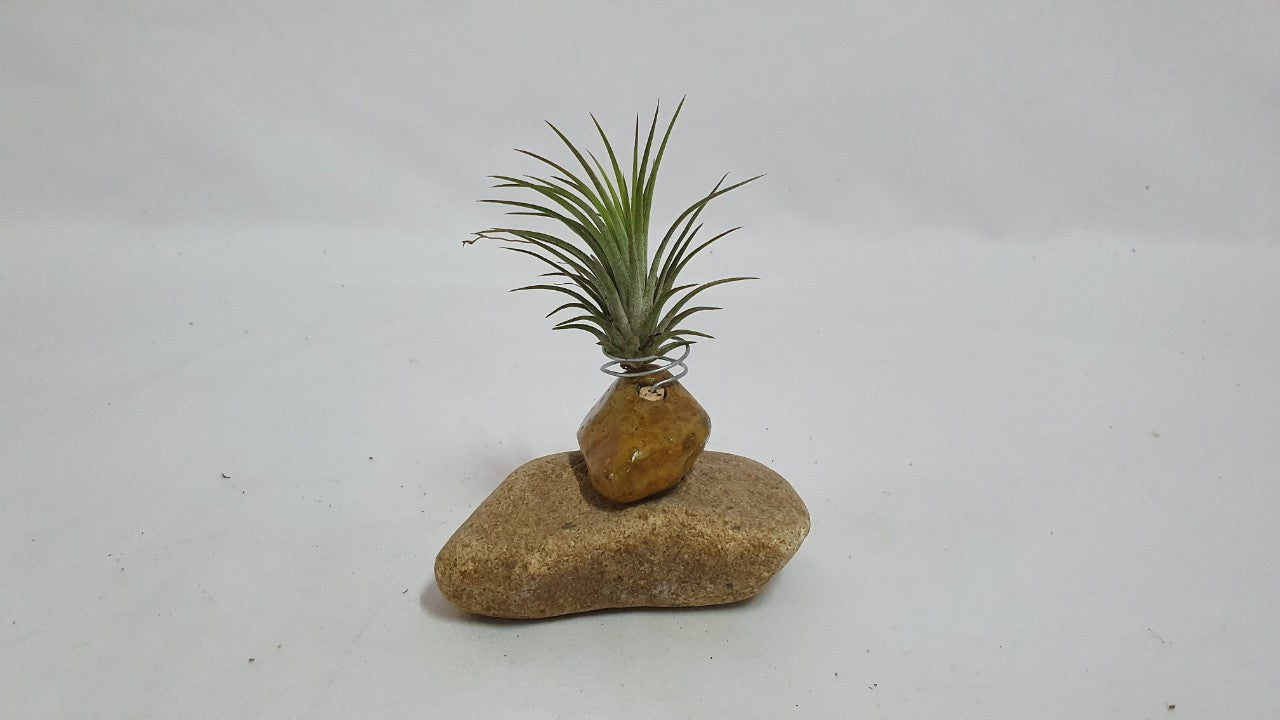 Gravel holder; Air Plant;PL13
