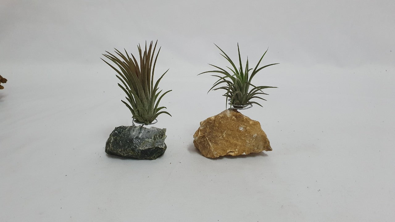 Gravel holder; Air Plant;PL13