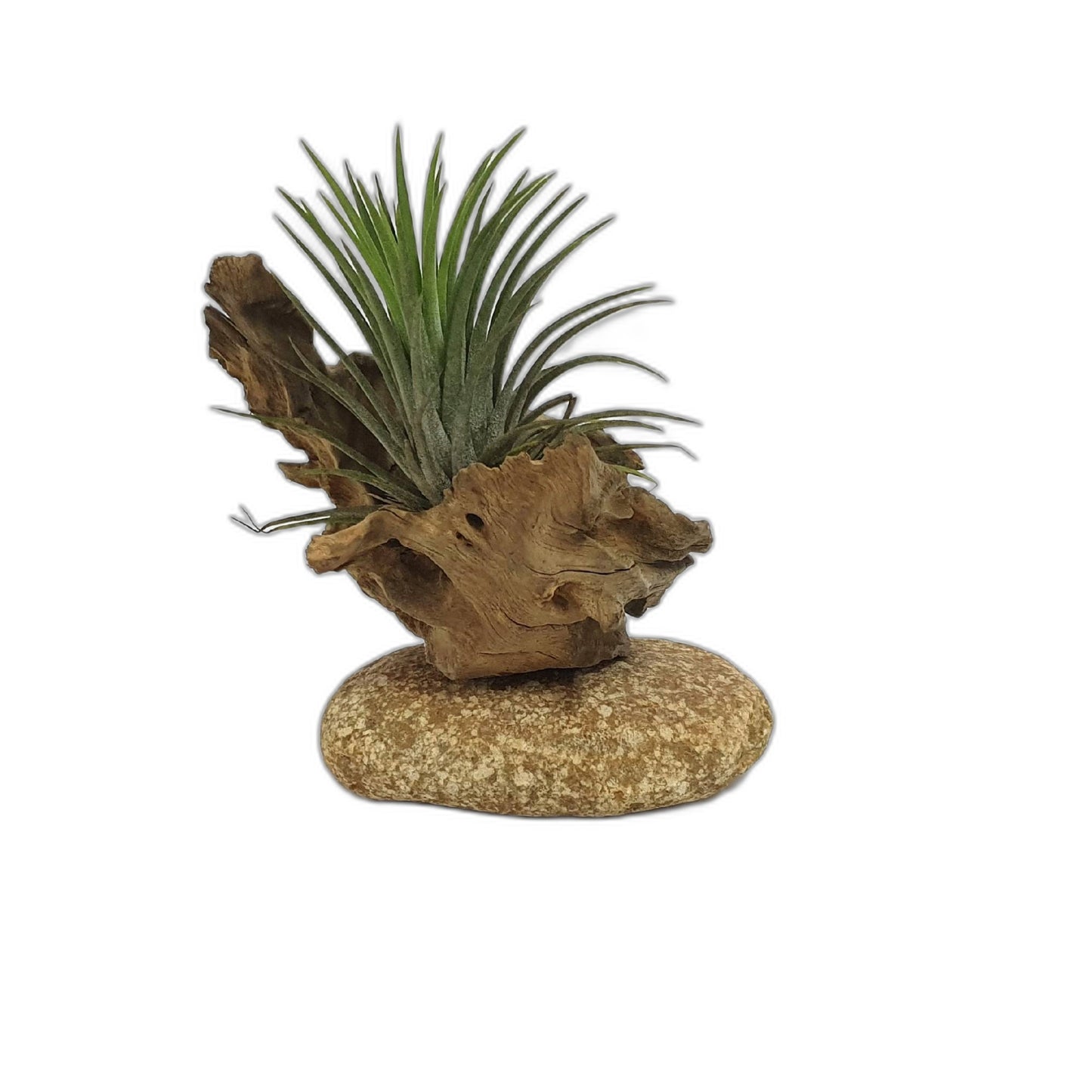 Driftwood Air Plants; Air plant; Home Decor; Gift for friend; Unique gift PL4