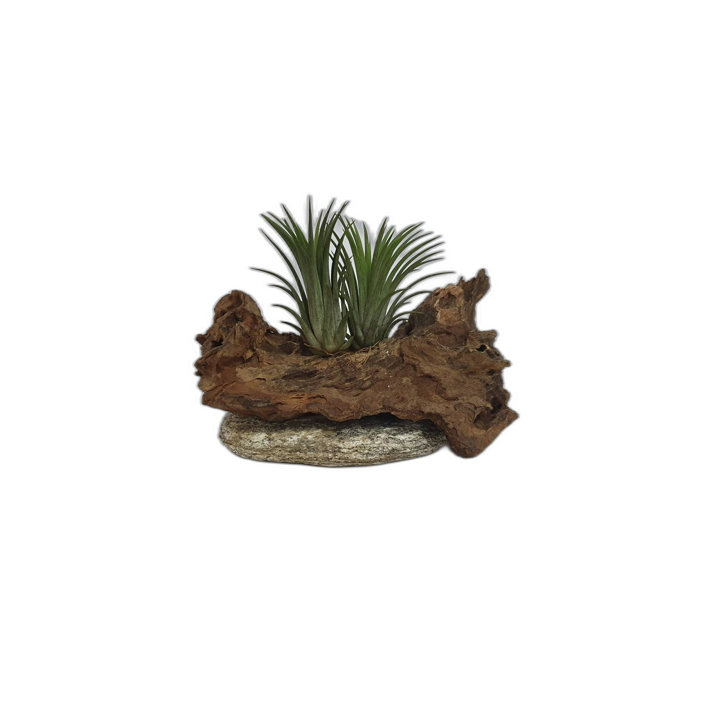 Driftwood Air Plants; Air plant; Home Decor; Gift for friend; Unique gift PL4