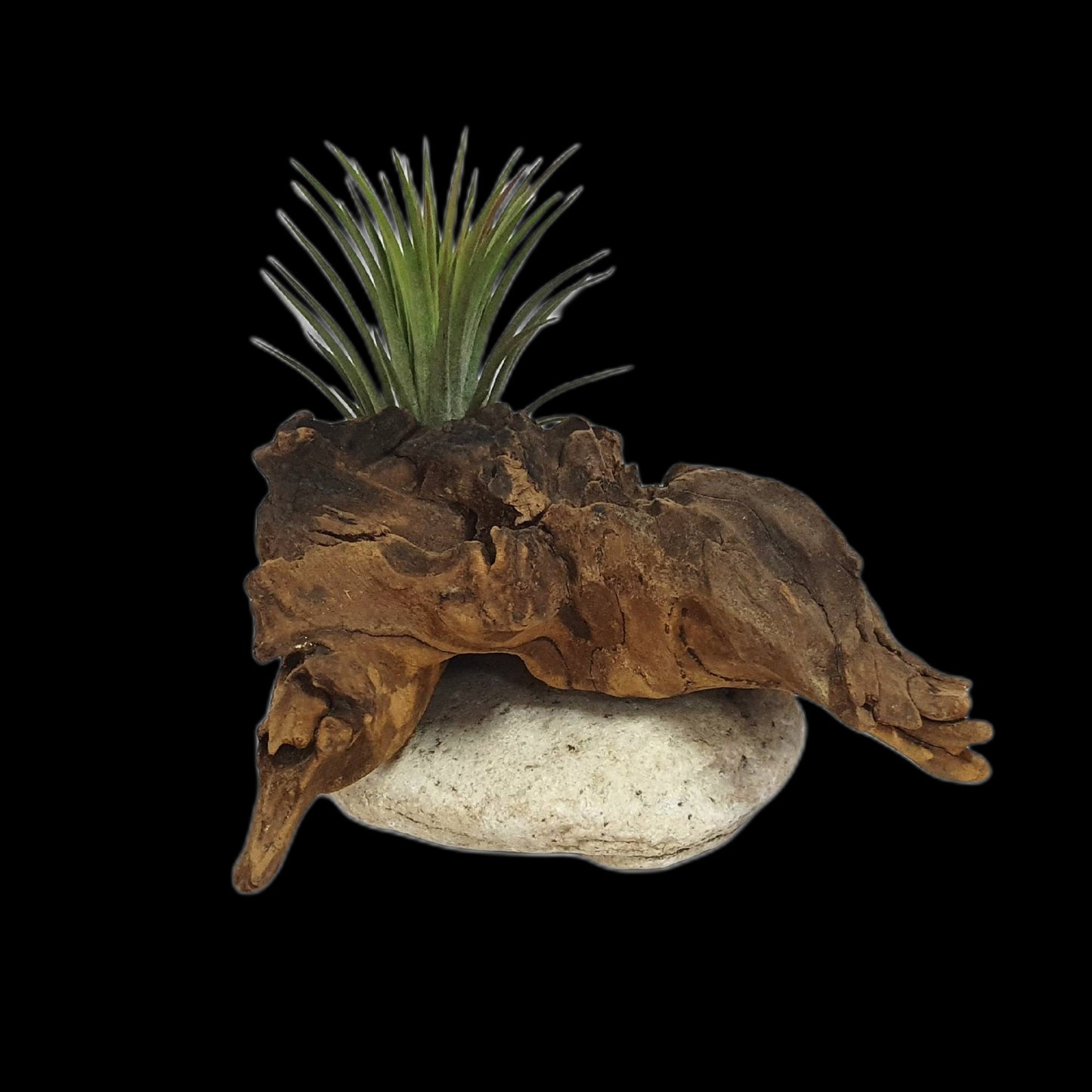 Driftwood Air Plants; Air plant; Home Decor; Gift for friend; Unique gift PL4