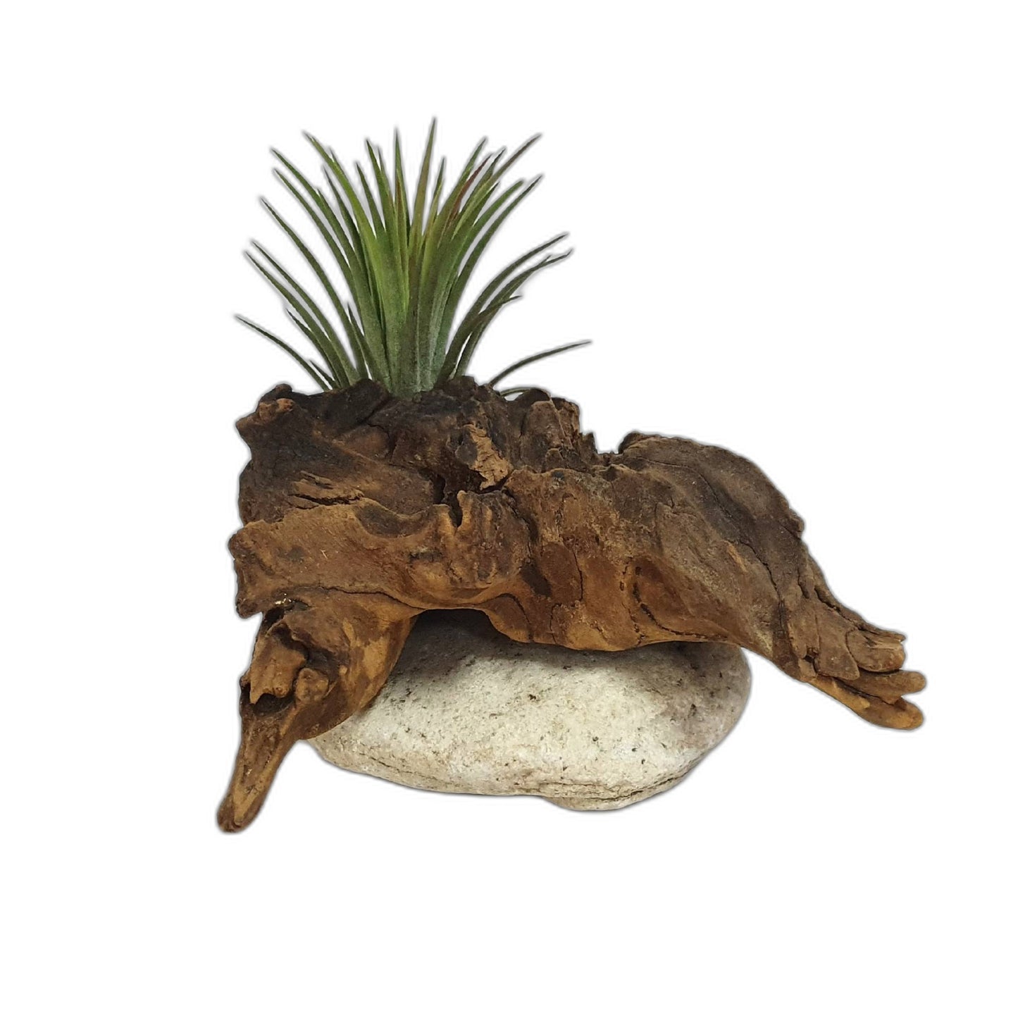 Driftwood Air Plants; Air plant; Home Decor; Gift for friend; Unique gift PL4